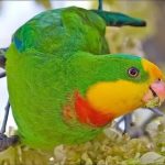 Роскошный баррабандов попугай - уход