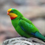 Роскошный баррабандов попугай - содержание