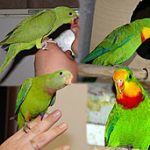 Роскошный баррабандов попугай - яркий вид