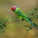 Сливоголовый попугай - описание вида