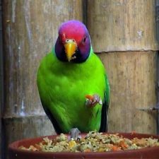 Сливоголовый попугай - особенности вида