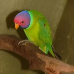 Сливоголовый попугай - содержание