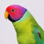 Сливоголовый попугай - уход