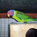 Сливоголовый попугай - умный вид