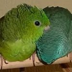 Толстоклювый попугай - любит внимание