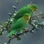 Толстоклювый попугай - описание вида