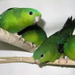Толстоклювый попугай - особенности вида