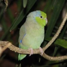 Воробьиный попугайчик - общительный вид