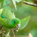 Воробьиный попугайчик - описание вида