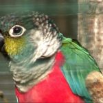 Жемчужный попугайчик - игривый вид
