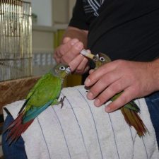 Жемчужный попугайчик - описание вида