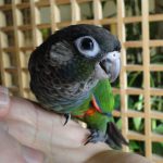 Жемчужный попугайчик - особенности вида