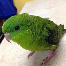 Толстоклювый попугай - общительный вид