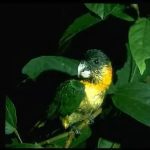 Черноголовый белобрюхий попугай - доброжелательный вид