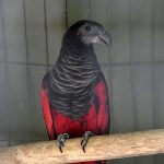 Грифовый попугай - доброжелательный вид