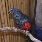 Грифовый попугай - крупный вид