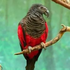 Грифовый попугай - особенности вида