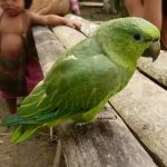 Короткохвостый попугай - дружелюбный вид