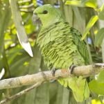 Короткохвостый попугай - особенности вида