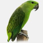 Короткохвостый попугай - редкий вид
