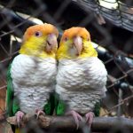 Рыжеголовый белобрюхий попугай - дружелюбный вид