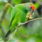 Украшенный попугай краснолобый - описание вида