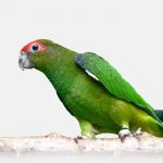Украшенный попугай краснолобый - особенности вида