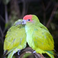 Украшенный попугай краснолобый - плохо обучаемый вид