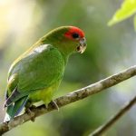 Украшенный попугай краснолобый - редкий вид