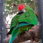 Украшенный попугай краснолобый - яркий вид