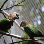 Веерные попугаи - игривый вид