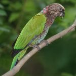 Веерные попугаи - красивый вид