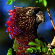 Веерные попугаи - описание вида