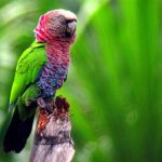 Веерные попугаи - особенности вида