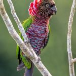 Веерные попугаи - содержание