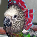 Веерные попугаи - умный вид