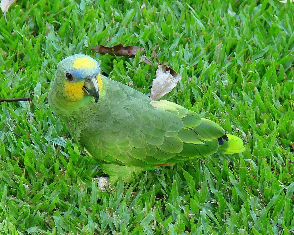 Венесуэльский амазон 🦜 Гость из Южной Америки | 7petdays