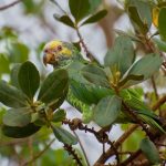 Желтобрюхий попугай - дружелюбный вид