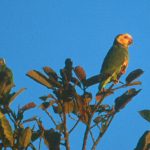 Желтобрюхий попугай - не поддается обучению речи