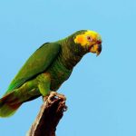 Желтобрюхий попугай - описание вида