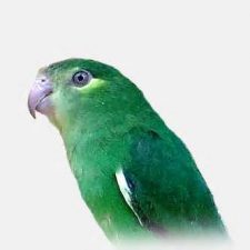 Зеленые воробьиные попугайчики - описание вида