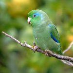 Зеленые воробьиные попугайчики - особенности вида