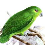Зеленые воробьиные попугайчики - редкий вид