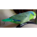 Зеленые воробьиные попугайчики - содержание