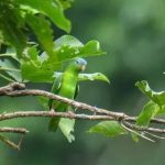 Зеленые воробьиные попугайчики - спокойный вид