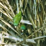 Зеленые воробьиные попугайчики - тихий вид