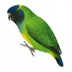 Зеленые воробьиные попугайчики - уход