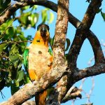 Златоголовый украшенный попугай - дружелюбный вид
