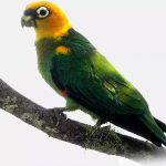 Златоголовый украшенный попугай - описание вида