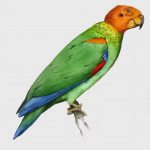 Златоголовый украшенный попугай - особенности вида